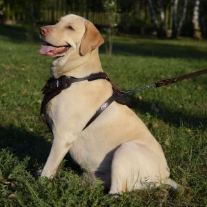 Коричневая кожаная шлейка для собак породы лабрадор «Working Dog»